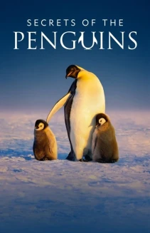 Watch Secrets of the Penguins online