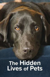Watch The Secret Life of Our Pets online