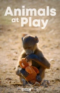 Watch Animals at Play online