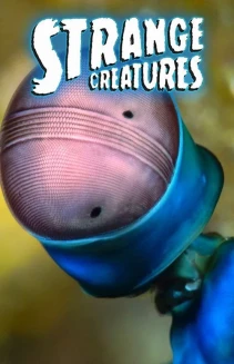 Watch Strange Creatures online