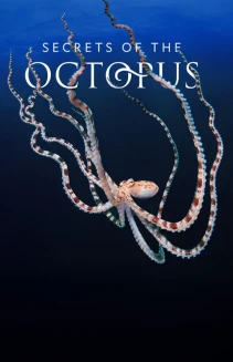 Watch Secrets of the Octopus online