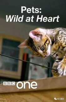 Watch Pets: Wild at Heart online