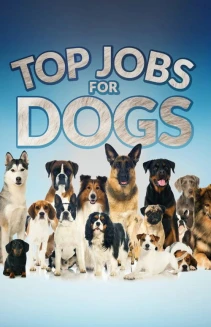 Watch Top Jobs for Dogs online