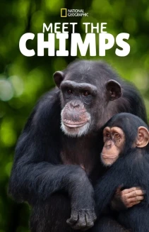 Watch Meet the Chimps online