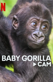 Watch Baby Gorilla Cam online